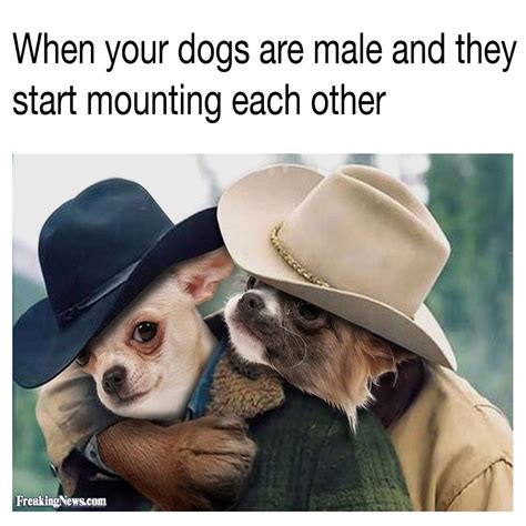 Lets Get This Rodeo On The Road Doggo Dogs Brokebackmountain