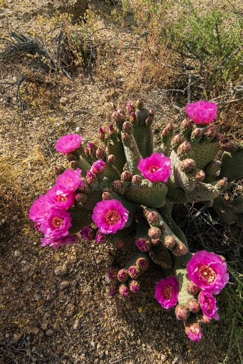 Pink Cactus Flowers Bloom In Desert Landscape Sierra Nevada Mountains