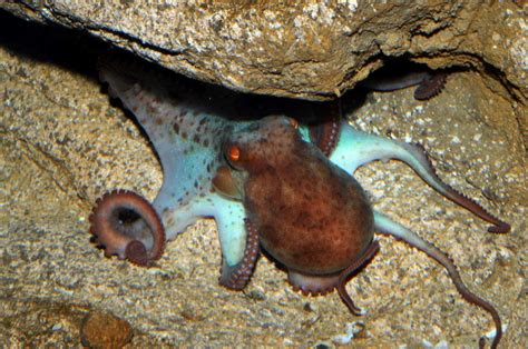 Octopus Liveaboard Diving