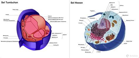 Gambar sel hewan dan sel tumbuhan yang mudah. Macam-Macam Organel Sel yang hanya dimiliki Tumbuhan ...
