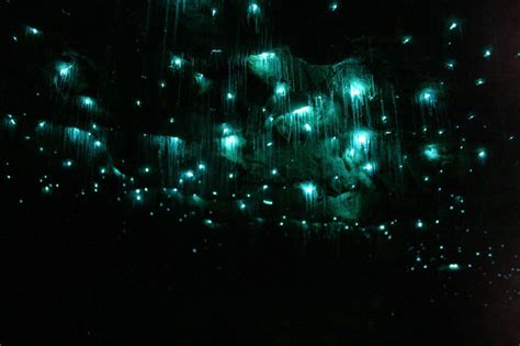 Glowing Caves In New Zealand The Glowing Is Caused By Bio Luminescent