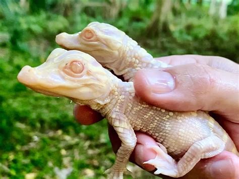 Rare Albino Alligators Hatch At Florida Zoo Smart News Smithsonian