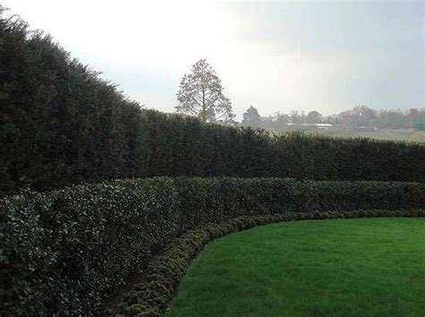 The tree's dense growth and tall height make it a great choice for creating a border shade that will block unwanted. Cupressus x Leylandii. Hedging Offers. Mature Leylandii ...