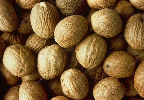 Nutmegs Stock Image H1101690 Science Photo Library