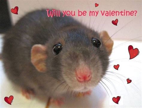 ๑♡๑ ୨୧𝐅𝐨𝐥𝐥𝐨𝐰 𝐥𝐜𝐯𝐞𝐥𝐲𝐛𝐮𝐛~୨୧ ๑♡๑ Cute Rats Cute Love Memes Pet Rats