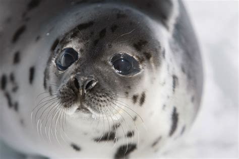 Thousands Of Baby Seals Face Slaughter From Outdated Hunt In Canada