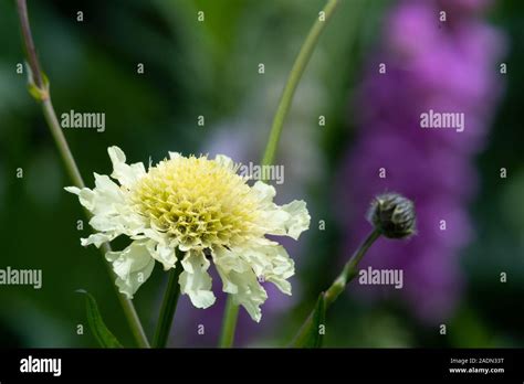Close Up Of A Cream Pincushion Scabiosa Ochroleuca Flower In Bloom