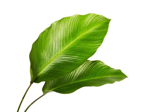 Tropical Plant Leaves Stock Photos Pictures And Royalty Free Images Istock