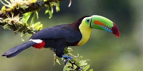 Discover The Wildlife Wonders Of Costa Rica