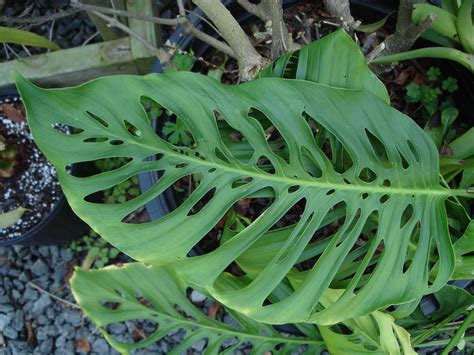 Experts explain how to get rid of milia; Swiss Cheese Vine, Monstera obliqua | The Swiss Cheese ...