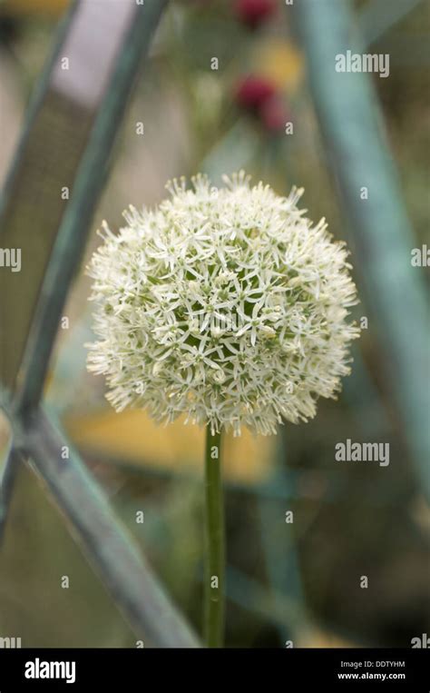 White Giant Allium In Metal Ornamental Garden Display Chelsea Flower