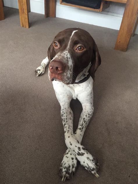 German shorthaired pointer puppy for sale in amboy, mn, usa. Pin on Braque Francias