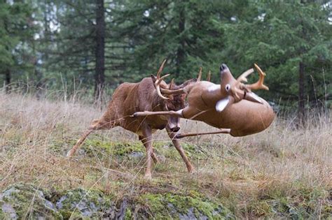 Deer Hunting Ultra Aggressive Tactics For The Rut Outdoor Life