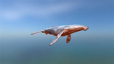 humpback whale megaptera novaeangliae [wip] 3d model by albarkeo [708bcdd] sketchfab