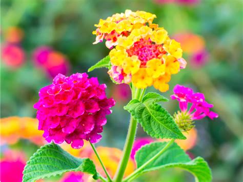 Usernamepasarua Heat Resistant Flowers Texas 10 Heat Tolerant Plants