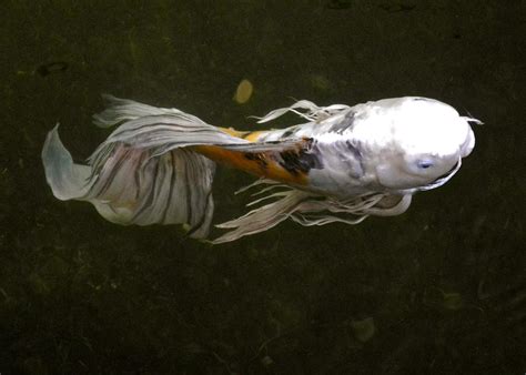 Some of the most popular include kohaku, showa, tancho, goshiki, asagi, bekko, and goromo. Butterfly Koi Fish Photograph by Kirsten Giving