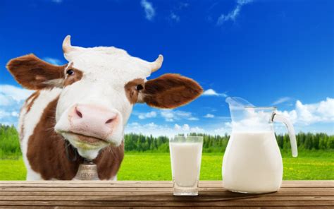 Cows Produce Milk