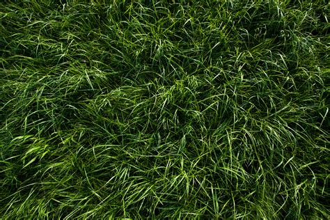 Deep Green Grass Texture