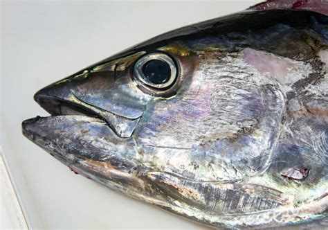 Head And Eye Of A Tuna Freshly Caught Close Up Stock Image Image Of