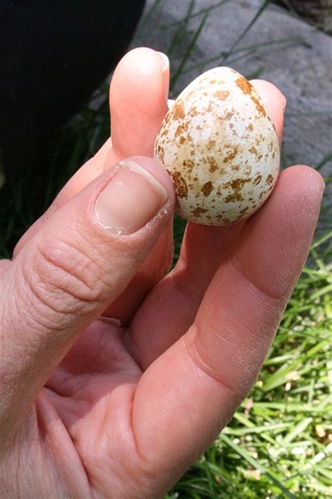 The Easier Than Chicken Egg Laying Bird You Can Raise Indoors Off