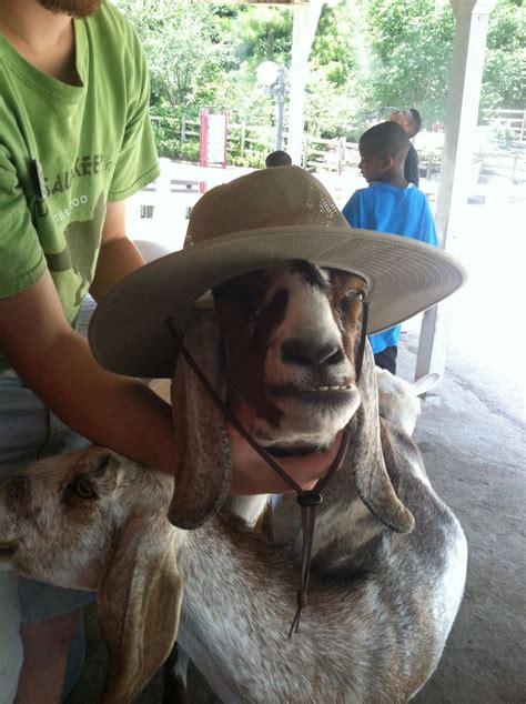 Clyde The Nubian Goat Wearing A Hat Goats Funny Nubian Goat Hats