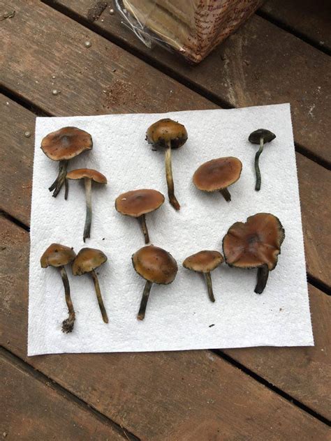 Australian Psilocybin Mushrooms Id Mushroom Hunting And