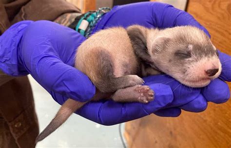 Toronto Zoo Announce Birth Of Black Footed Ferret Kits The Animal Facts