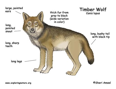 Wolf Timber Wolf Or Gray Wolf