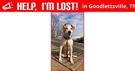 Lost Dog Goodlettsville Tennessee Chance