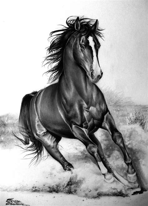 Pin By Tim Irvin On Pencil Drawing Of Horses Horses Horse Painting