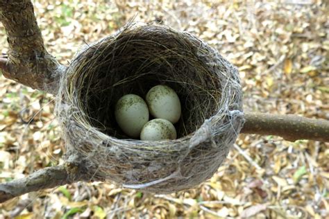 7 Birds Nests You Can See In South Australia Good Living