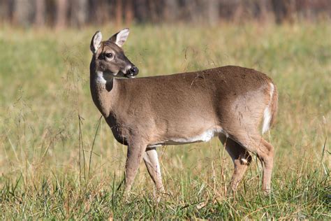 Twra Gun Hunting Season For Deer Opens Saturday Nov 23
