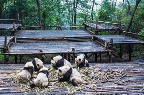 Discover The Homeland Of Pandas In China Chengdu