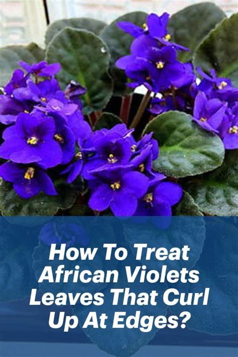 How To Treat African Violets Leaves That Curl Up At Edges African