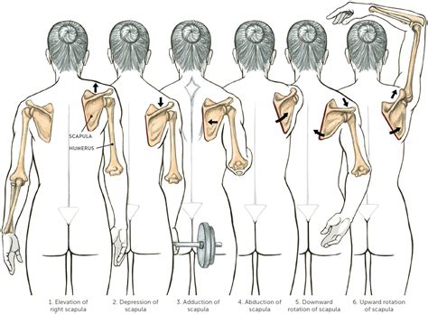 Diagram of shoulder tendons posterior muscles and ligaments of the shoulder girdle anatomy. Comfortable Shoulder Scapula Movement Anatomy In 2018 Pinterest - Ofertasvuelo