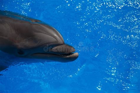 Smiling Dolphin Dolphins Swim Stock Image Image Of Nature Holiday