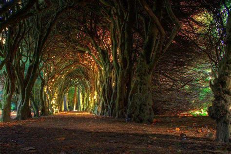 15 Of The Worlds Most Beautiful Tree Tunnels And How To Get There