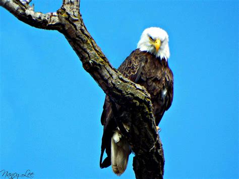 Fond d écran ciel branche faune oiseau de proie aigle Aigle