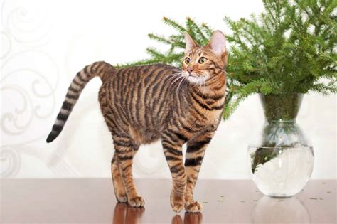 How Much Does A Toyger Cat Cost 2023 Price Guide