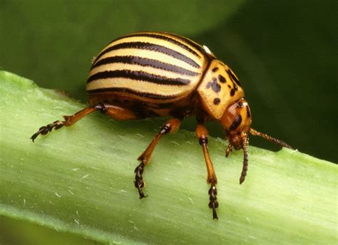 Crop Beetles: Cucumber Beetle, Flea Beetles and Other Pests of Crops