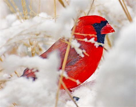 Cardinal In Snow Birds And Blooms
