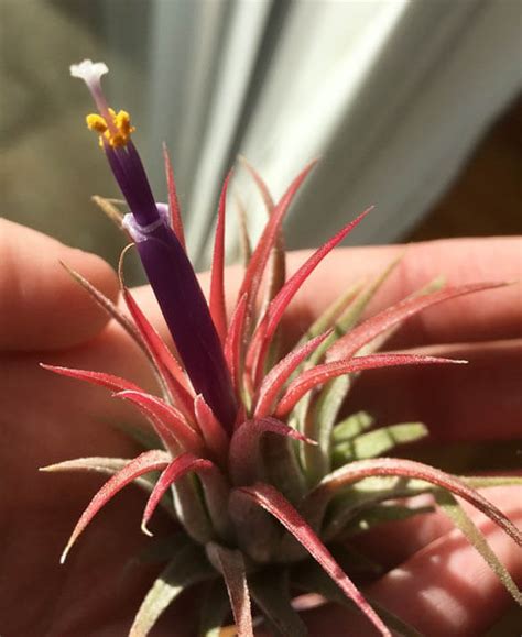 Air Plants Tillandsia Guide Our House Plants