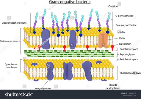 Cell Wall Structure Of Gram Negative Bacteriastructurewallcell