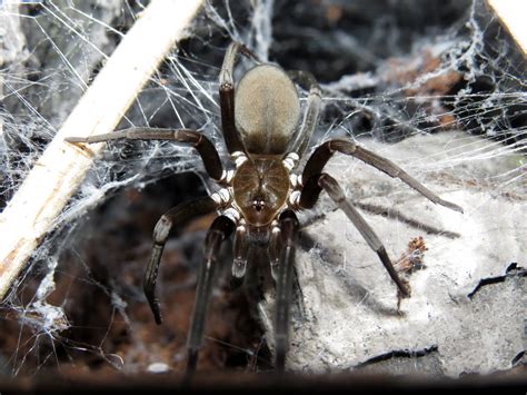Macro Of Southern House Spider Kukulcania Hibernalis Spiders