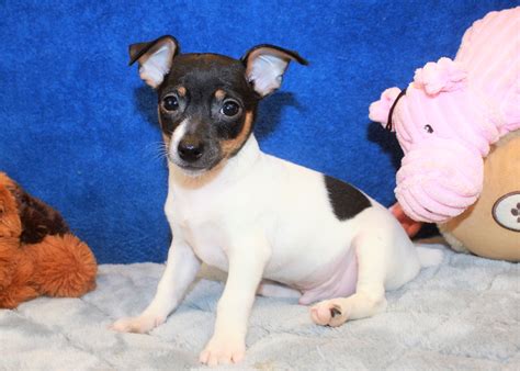 Toy Fox Terrier Puppies For Sale Long Island Puppies