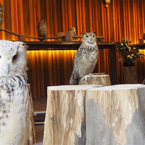 Happy Owl Cafe Chouette Chuo All You Need To Know Before You Go