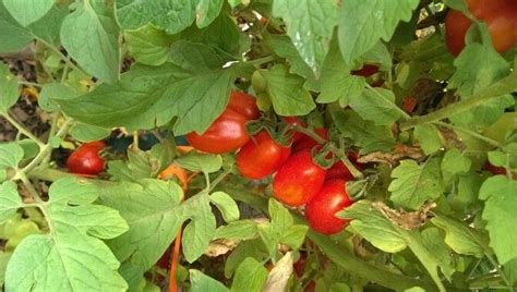 Guidance on safe planting dates can be found in when to plant. Love our Juliet tomatoes! | Vegetables, Stuffed peppers, Vines
