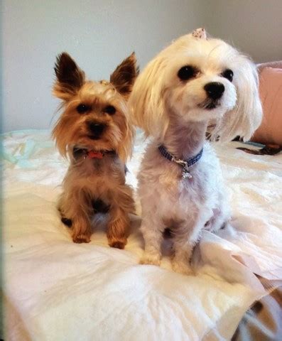 The first step in the adoption process is to fill out an adoption application today. Morkie puppy dog for sale in Cleveland, Ohio