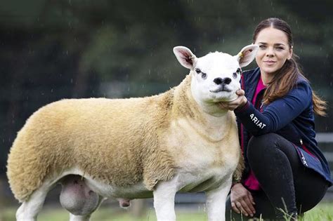 Worlds Most Expensive Sheep Sold For R8 Million
