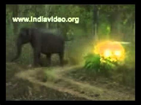 On our way back from our trip to. Elephant attack.munnar - YouTube